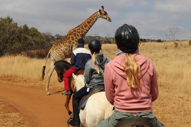 Horseback safari